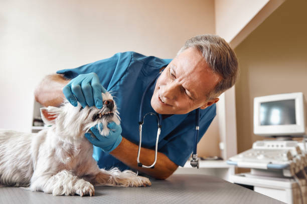 Best Emergency Root Canal Treatment in Tornillo, TX